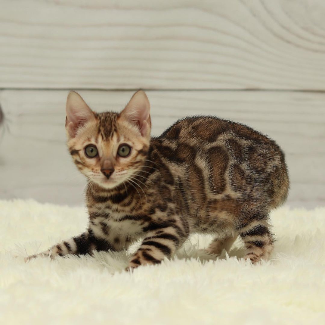 HEALTHY BENGAL KITTENS